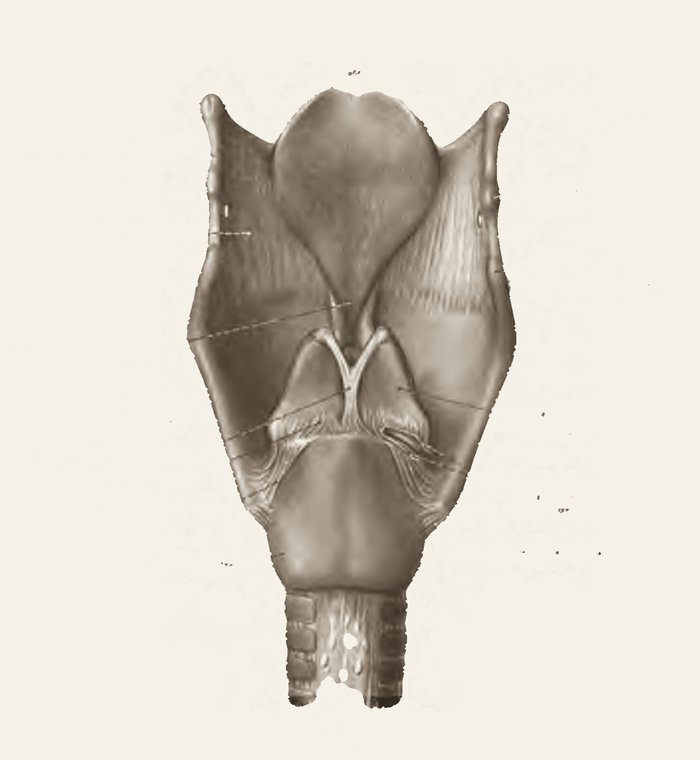 A laringe por trás — desenho anatômico a grafite sobre papel marfim; em vermelho-óxido, laringe por trás. A imagem não traz texto: as estruturas estão na legenda.